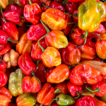 Fresh Hot Uganda Scotch Bonnet Pepper